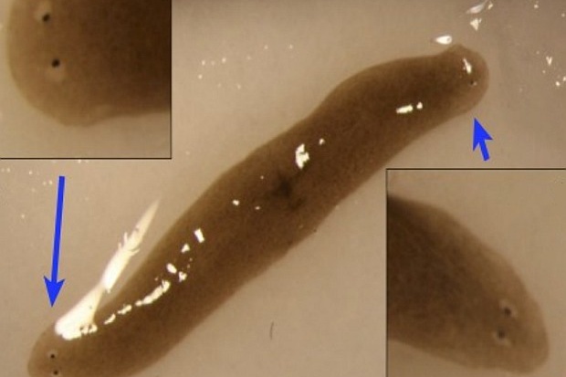 Науковці порізали черв’яків на шматки і відправили в космос подивитись, що буде