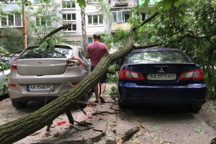 У Солом'янському районі величезна гілка впала на автомобілі (фото)