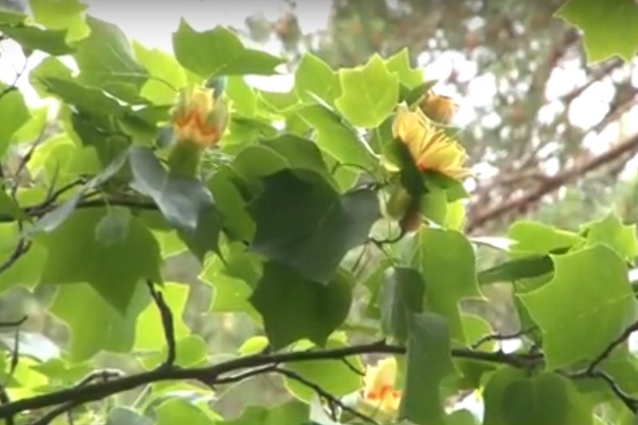На Київщині зацвіло тюльпанове дерево