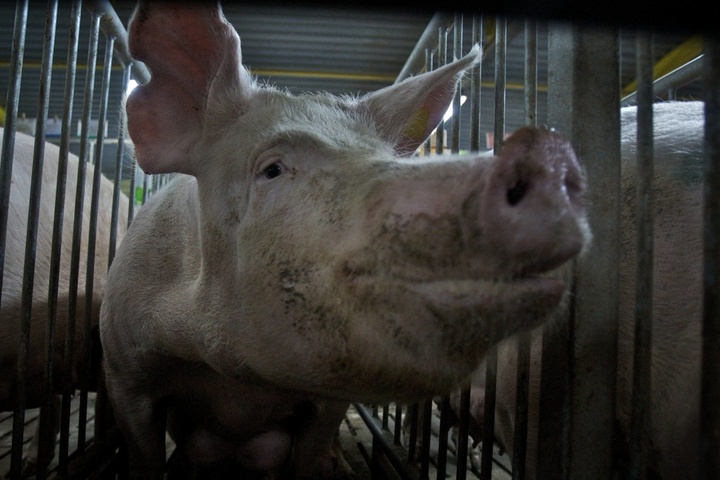 На Київщині виявили черговий випадок чуми свиней