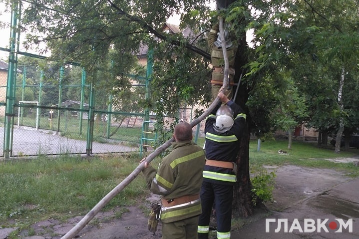 У Києві від удару блискавки загорілося дерево