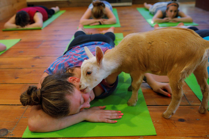 У США набирає популярності йога з козами