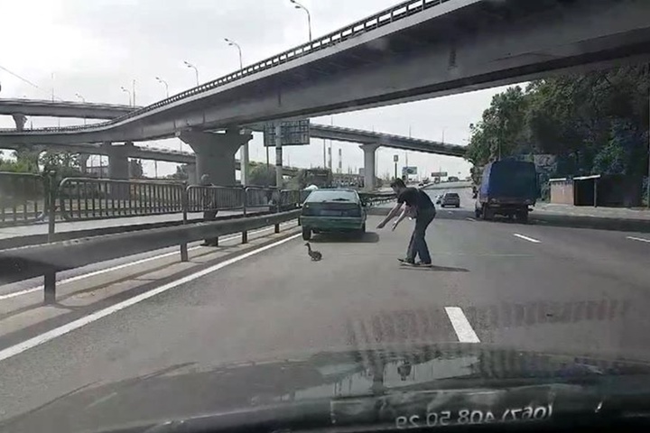 У Києві заради качки і її малечі водії перекрили хайвей. Відео
