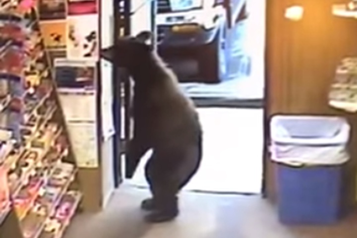 На Алясці ведмідь зайшов у магазин і став розглядати стенд з цукерками