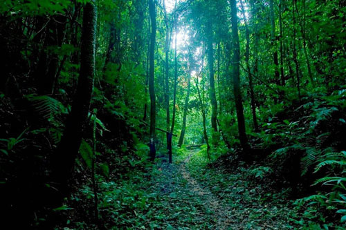 Букові ліси Карпат можуть включити до списку Всесвітньої спадщини ЮНЕСКО