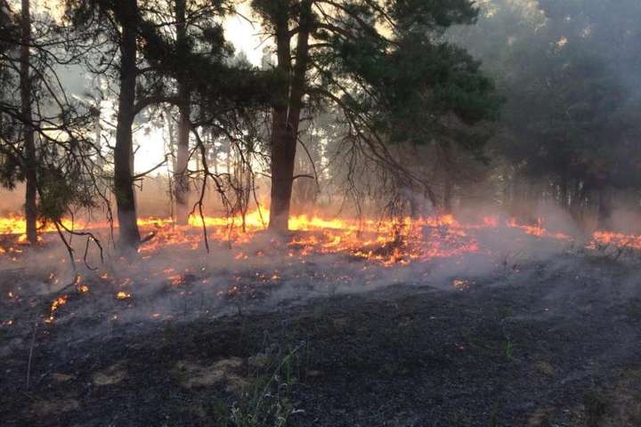 Масштабна пожежа у Запорізькій області: горіло 4 га лісу