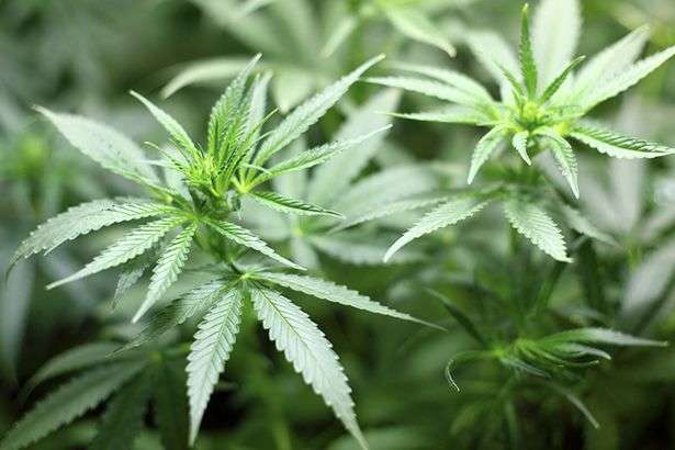 У Польщі легалізували використання марихуани в лікувальних цілях