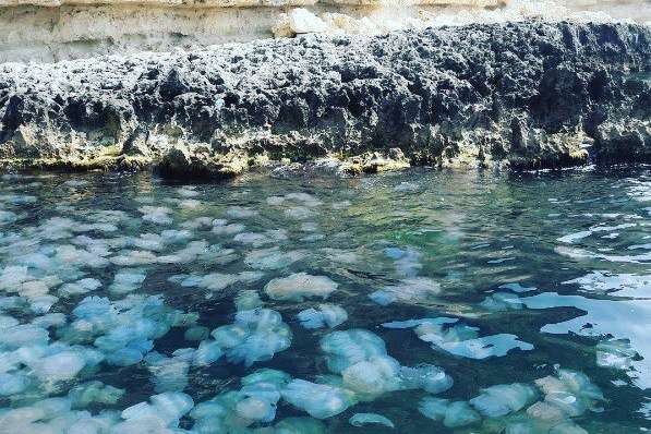 В Крыму отдыхающих отпугали полчища медуз