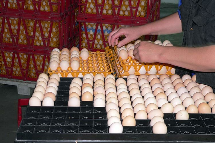 Мільйони курячих яєць відкликали з магазинів Європи через токсичний елемент