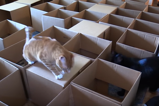 Интернет взорвало видео с лабиринтом-саморобкой для котов