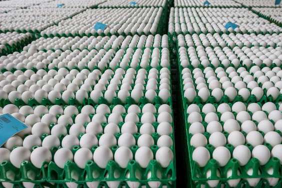 Зараженные куриные яйца обнаружили уже в 12 странах