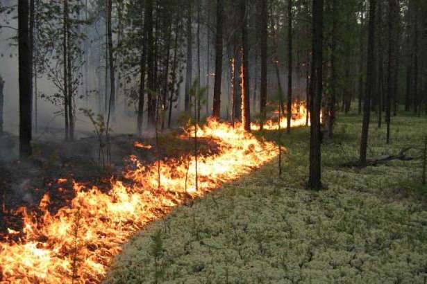 Українців попередили про надзвичайну пожежну небезпеку