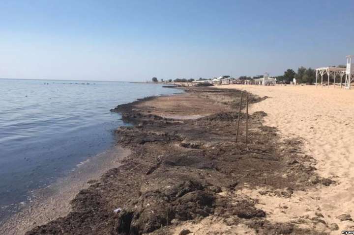 В окупованій Євпаторії на пляжі викинуло сотні тонн водоростей