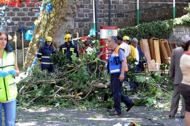 На острові Мадейра дерево вбило 12 людей
