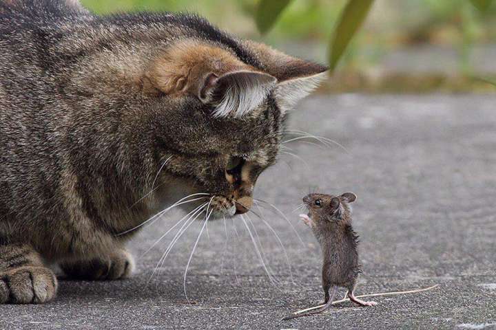 «Мыши повсюду!» В Британии депутат потребовала котов в парламент 