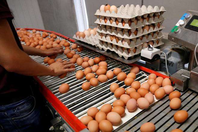 В Україні немає отруйних європейських яєць - Держпродспоживслужба