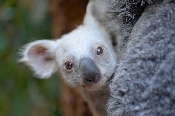 Уникальный детеныш коалы взорвал соцсети: появились фото и видео