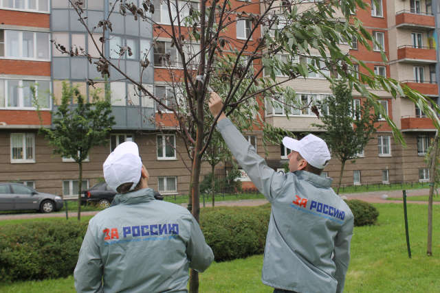 В Санкт-Петербурзі заради виграшу в конкурсі комунальники примотали до засохлих дерев зелені гілки скотчем