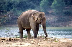 В Індії слон затоптав чоловіка, який хотів зробити селфі з твариною