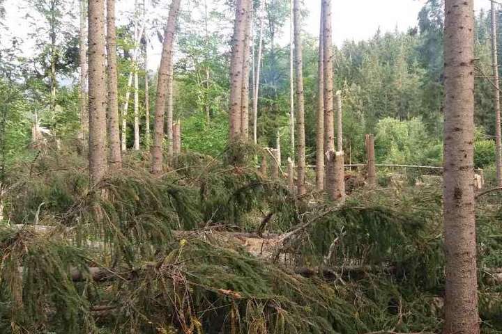 Бурелом знищив понад тисячу гектарів лісів на Закарпатті