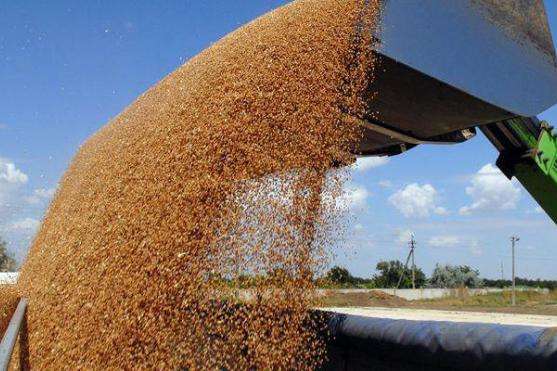 Україна втрачає зерновий ринок Єгипту?