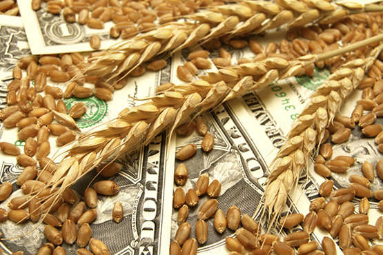 Названо три країни, в які Україна експортує найбільше зерна