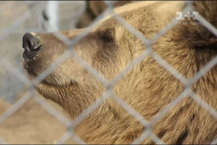 У Львові врятували ведмедицю Машу, яка роками сиділа у тісній клітці