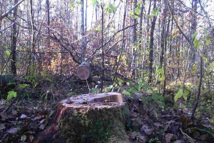 На Житомирщині невідомі обстріляли бійців лісової охорони 