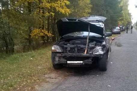 На Київщині автомобіль насмерть збив лося