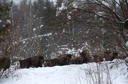 На Львовщине зубры из-за мороза «атакуют» села