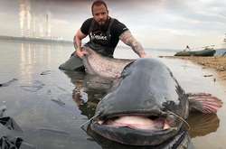 Рибалка спіймав у Польщі рекордного сома вагою понад 100 кг (Фото)