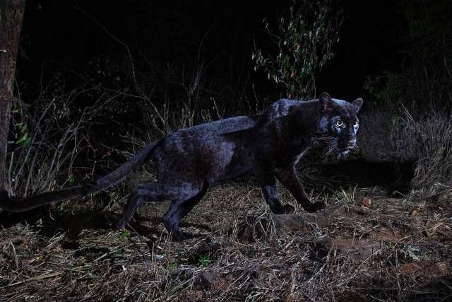 В Африці в об'єктив камери вперше за 100 років потрапив чорний леопард