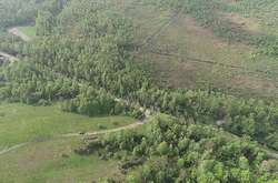 Буревій повалив на Житомирщині 100 гектарів лісу