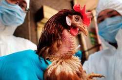 На агрофірмі у Вінницькій області зафіксували пташиний грип
