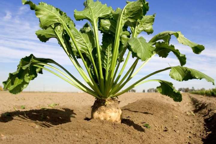  ��� �������� ��� ���� ��������� 