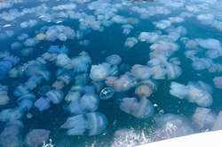 «Острів з медуз»: в Азовському морі зафіксували аномальне явище (відео)