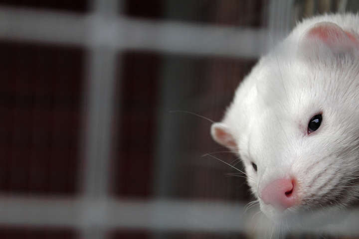 ����: glavcom.ua