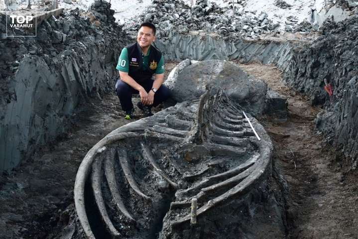 У Таїланді знайшли скелет кита, якому приблизно п’ять тисяч років