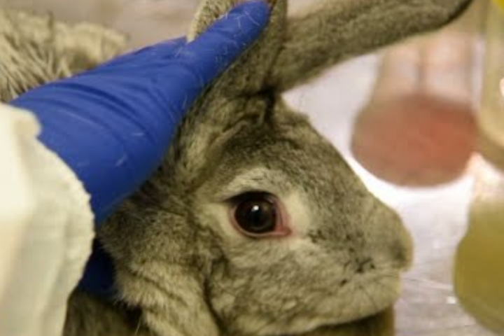 Українську вакцину-кандидата проти Covid-19 випробували на кроликах