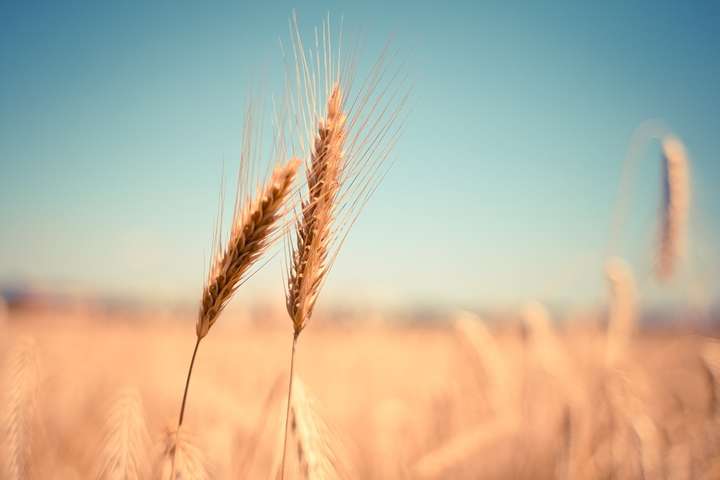 ТОП-10 країн, які купували українське зерно у 2020 році 