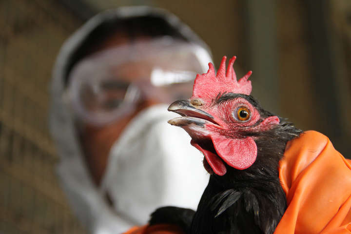 ВООЗ зайнялася першими у світі випадками зараження людей пташиним грипом