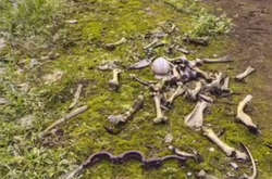 Ролик з Google Maps, на якому в Чорнобилі виявили скелет, зібрав мільйони переглядів