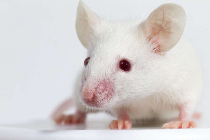 Миші підказують причини галюцинацій