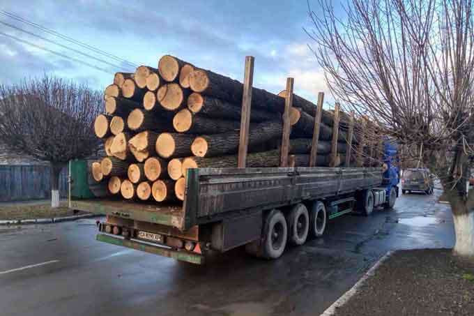 На Київщині чоловік незаконно вирубав 63 дерева