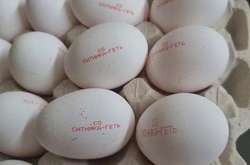 Агрохолдинг планує випустити мільярд яєць з написом «Ситника геть»