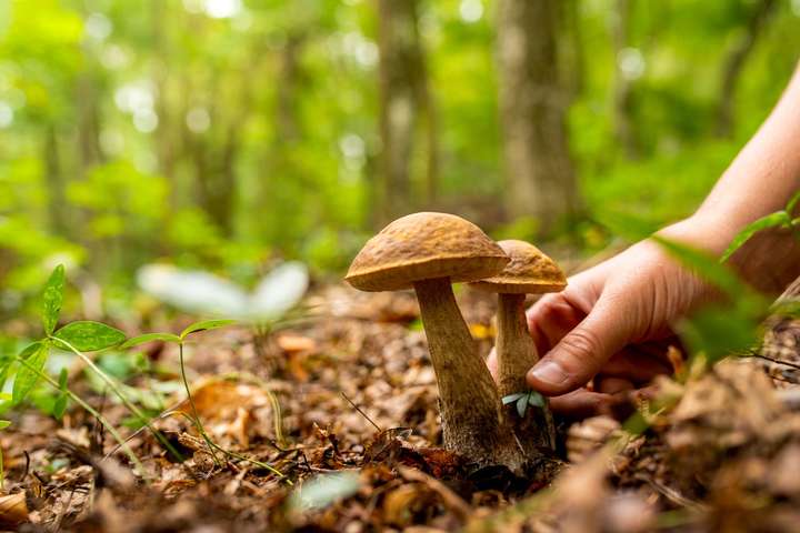Експерти розповіли, як уникнути отруєння грибами