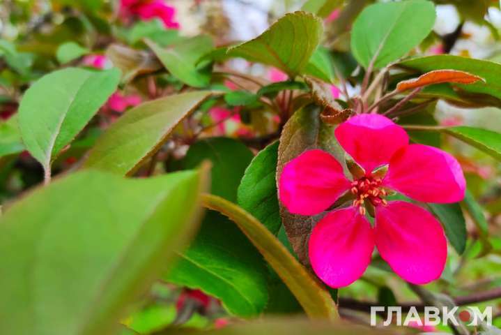 ����: glavcom.ua