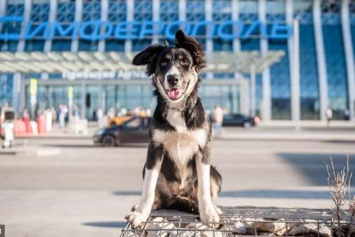 Собаки на злітній смузі. В аеропорту Сімферополя не зміг приземлитися літак із Москви 