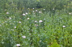 Макові «плантації»: На Вінниччині місцеві вирощували наркотичні рослини (фото)