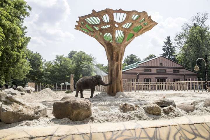 Слону в київському зоопарку подарували велетенського баобаба (фото)